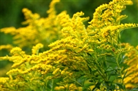 Goldenrod, Organic (Bulk)