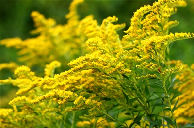 Goldenrod, Organic (Bulk)