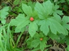 Goldenseal Leaf, Organic (Bulk)