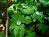 Goldenseal Root, Cut & Sifted (Bulk)