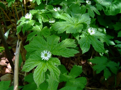 Goldenseal Root Powder (Bulk)