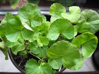 Gotu Kola: Bulk / Organic Gotu Kola, Cut & Sifted