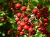 Hawthorn Berries, Organic