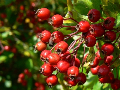 Hawthorn Berries, Organic