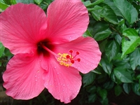 Hibiscus, Organic (Bulk)