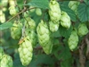 Hops, Organic (Bulk)