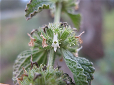 Horehound, Organic (Bulk)