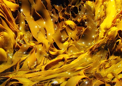 Kelp Powder, Organic (Bulk)