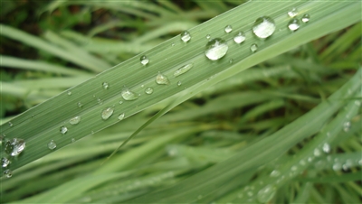 Lemongrass, Organic (Bulk)