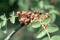 Prickly Ash Bark, Organic  (Bulk)