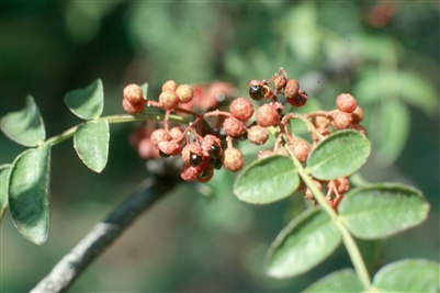 Prickly Ash Bark, Organic  (Bulk)