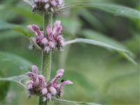 Motherwort (Bulk)