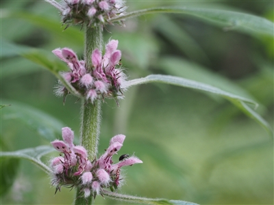 Motherwort (Bulk)