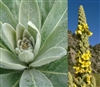 Mullein Leaf, Organic