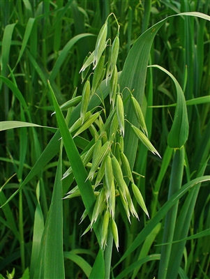 Oatstraw, Organic (Bulk)