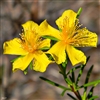 St. John's Wort, Organic