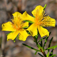 St. John's Wort, Organic