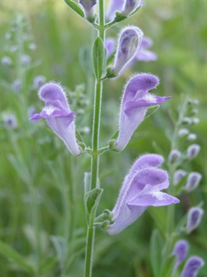 Skullcap: Bulk / Organic Skullcap