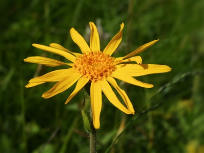 Arnica Flowers, Wildcrafted (Bulk)