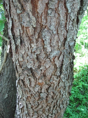 Wild Cherry Bark (Bulk)