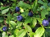 Bilberries, Organic (Bulk)