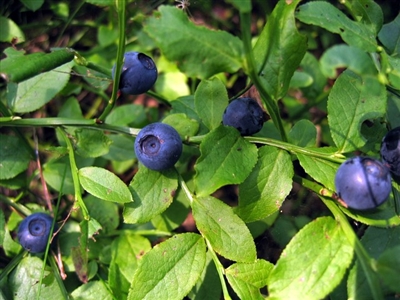 Bilberries, Organic (Bulk)