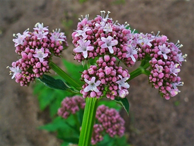 Valerian Root, Cut & Sifted, Organic