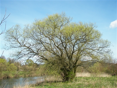 White Willow Bark, Cut & Sifted, Organic (Bulk)