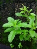 Holy Basil, Rama: Bulk / Organic Holy Basil, Rama, Cut & Sifted