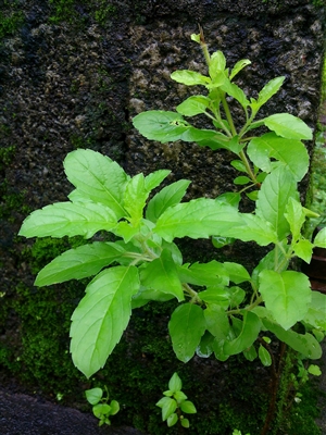 Holy Basil, Rama: Bulk / Organic Holy Basil, Rama, Cut & Sifted