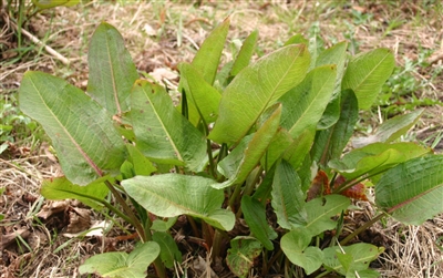 Yellow Dock Root, Organic (Bulk)