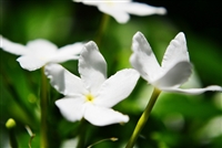 Jasmine Flowers (Bulk)