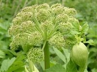 Angelica Root: Bulk / Organic Angelica Root, Cut & Sifted