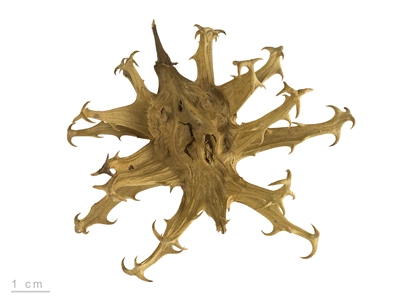 Devil's Claw Root Powder: Bulk / Organic Devil's Claw Root Powder