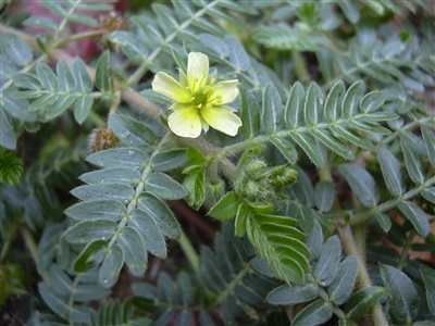 Tribulus Fruit Powder, Organic