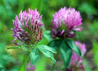 Red Clover Blossoms Organic