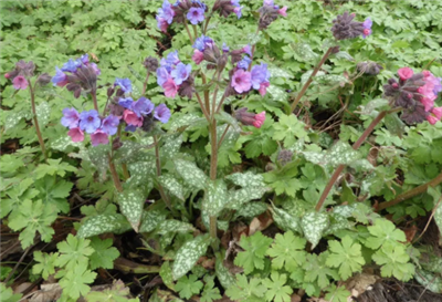 Lungwort, Organic (Bulk)