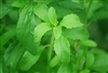 Stevia Leaf, Organic (Bulk)