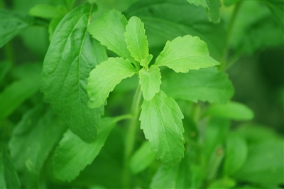 Stevia Leaf, Organic (Bulk)