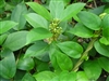 Gymnema Leaf, Organic (Bulk)