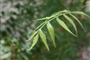 Neem Leaf, Organic (Bulk)