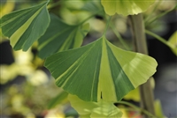 Ginkgo: Bulk / Organic Ginkgo Leaf, Cut & Sifted