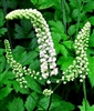 Black Cohosh: Bulk / Wildcrafted Black Cohosh