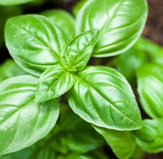 Basil, Sweet, Essential Oil: Amber Bottle / Essential Oil: 10 mL