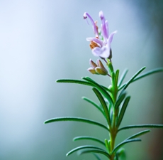 Rosemary Essential Oil (Organic): Amber Bottle / Essential Oil: 10 mL