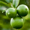 Lime (Key) Essential Oil: Amber Bottle / Essential Oil: 10 mL