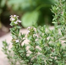 Marjoram, Sweet Essential Oil: Amber Bottle / Essential Oil: 10 mL