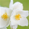 Jasmine Grandiflorum Essential Oil (3%): Amber Bottle / Essential Oil: 10 mL