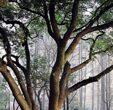 Camphor Essential Oil: Amber Bottle / Essential Oil: 10 mL