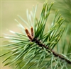 Pine Scotch Essential Oil: Amber Bottle / Essential Oil: 10 mL